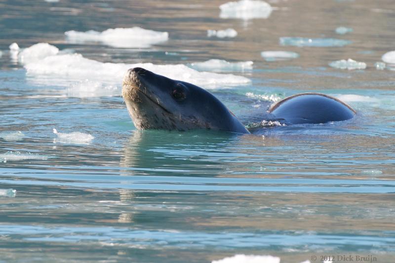 2012-04-16_16-02-27 (1).jpg - Leopard Seal,  Moraine Fjord, South Georgia